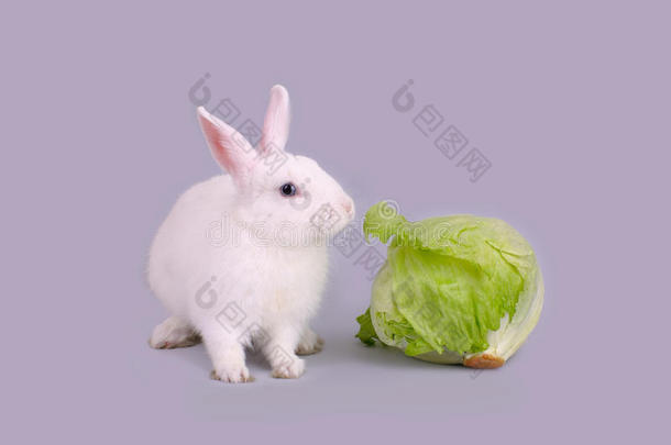 可爱的白兔吃生菜