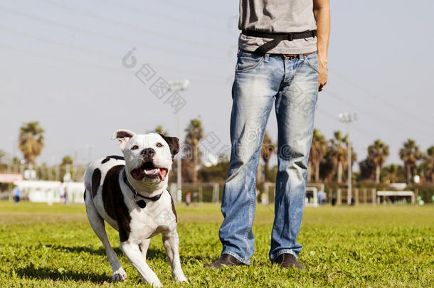 在公园和狗主人一起跑斗牛犬