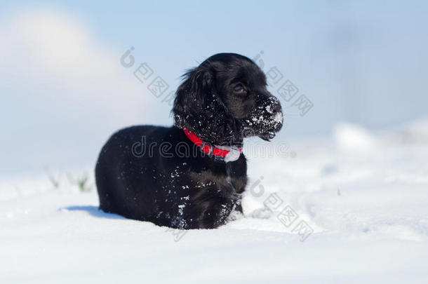 雪地里可爱的可卡猎犬