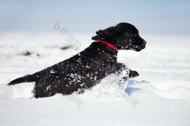 黑色<strong>可卡猎犬</strong>在雪地里奔跑