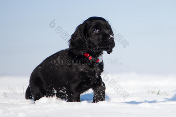 黑色<strong>可卡猎犬</strong>在雪地里散步