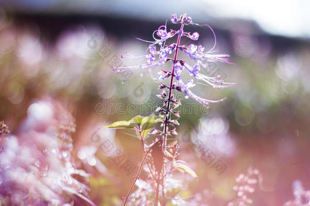 背光紫锦葵