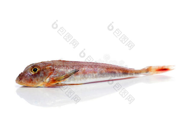 梭鱼或条纹红梭鱼