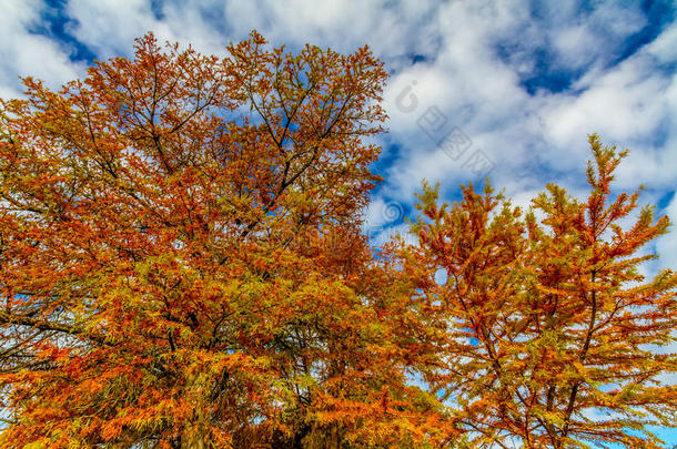 明亮的橙色柏树叶子在秋天的阳光下闪闪发光