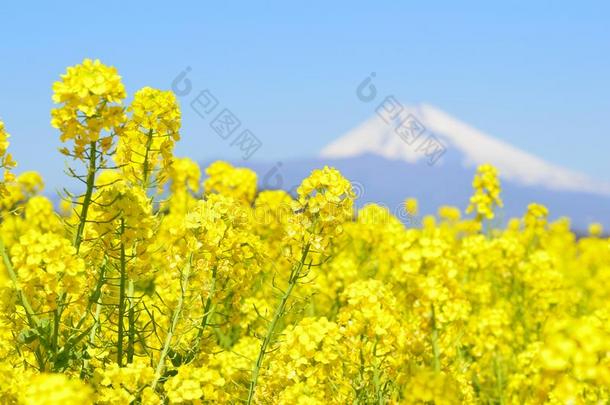 鲜花与富士山