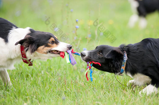 两只狗在玩绳子玩具