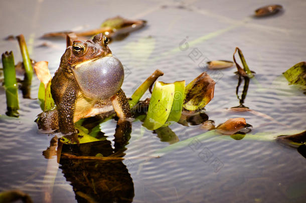 青铜蛙求偶