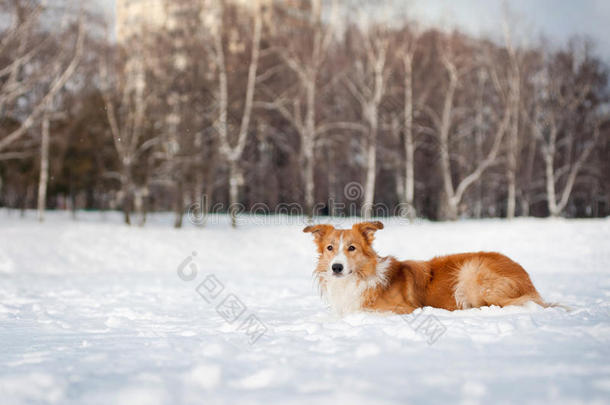 冬季<strong>红边</strong>牧羊犬画像