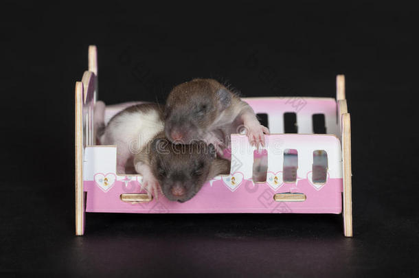 小老鼠在婴儿床上