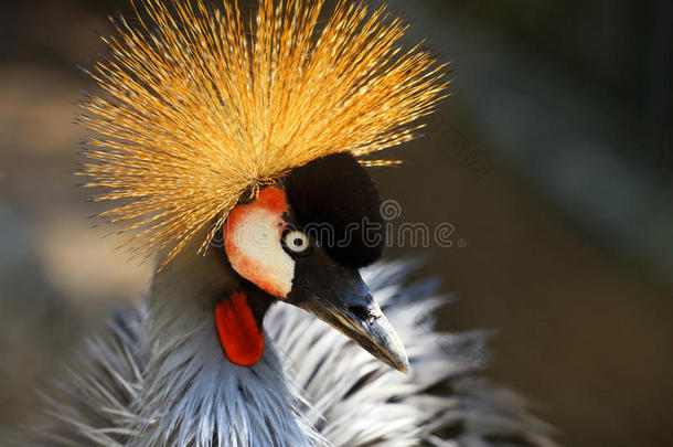一只美丽的丹顶鹤的肖像