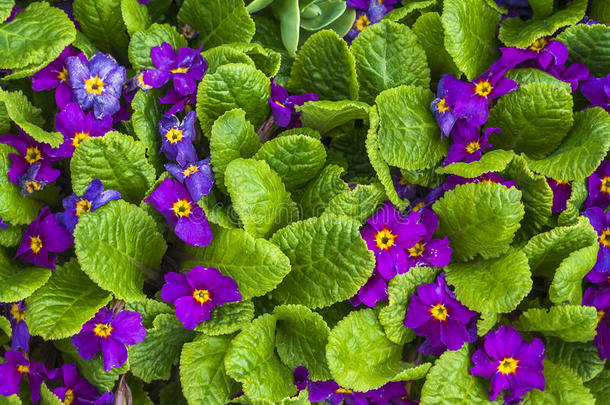 花紫色小春植物自然