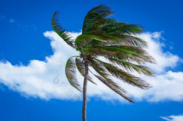 大风中的棕榈树