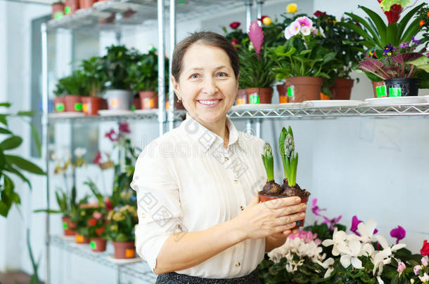 风信子快乐女人（风信子）