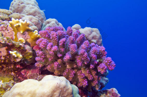 热带海底带<strong>粉</strong>红色波奇波拉<strong>珊瑚</strong>的<strong>珊瑚</strong>礁