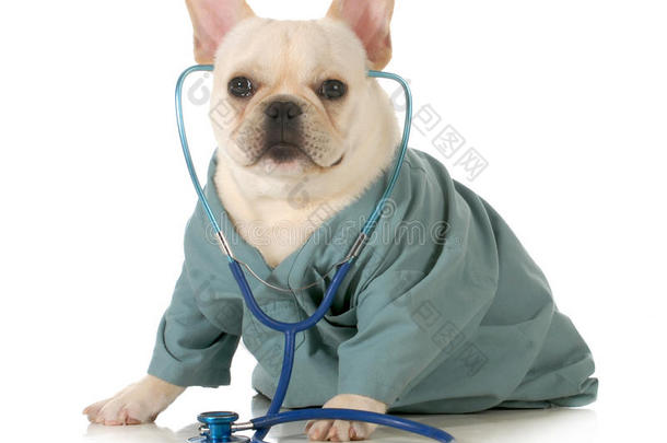 兽医护理