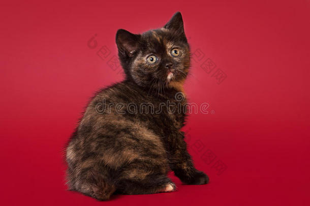 暗红色背景的英国猫
