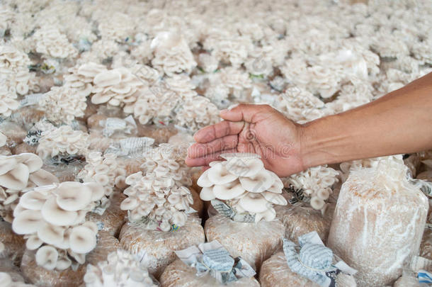 农场里种的牡蛎蘑菇手提袋。