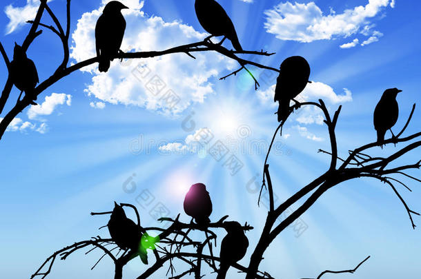 鸟儿的剪影坐在枝头天空太阳和c