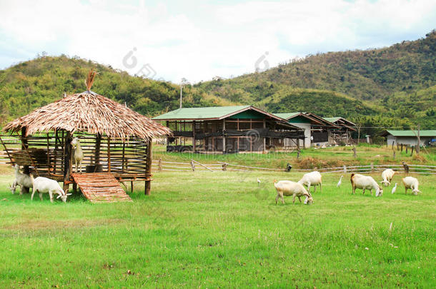 山羊养殖场。