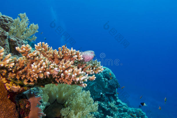 热带海底有硬珊瑚和外来鱼类的珊瑚礁