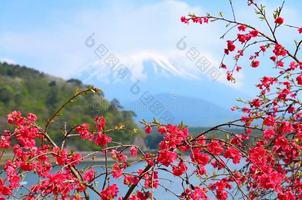 日本-乌梅树开花