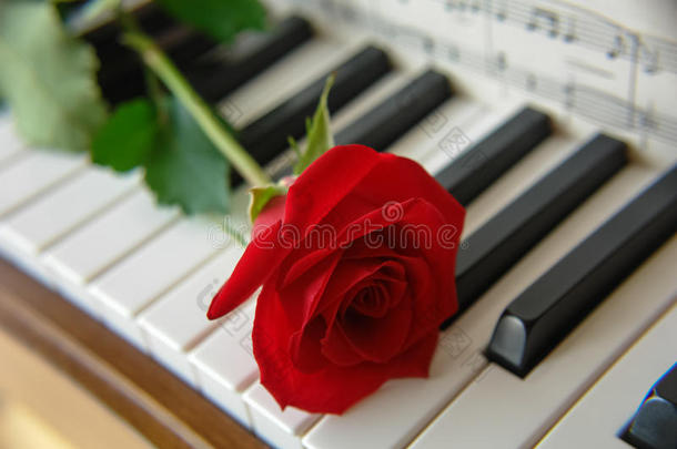 红玫瑰和钢琴键2