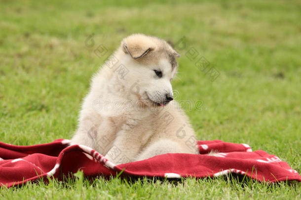 <strong>阿拉斯加阿拉斯加阿拉斯加</strong>小狗坐在毯子上