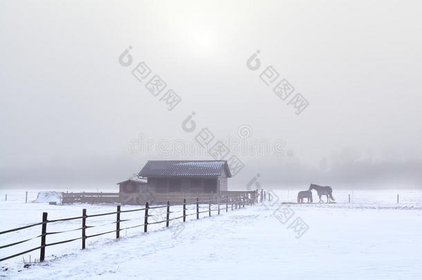 <strong>雾天</strong>冬季牧场上的马