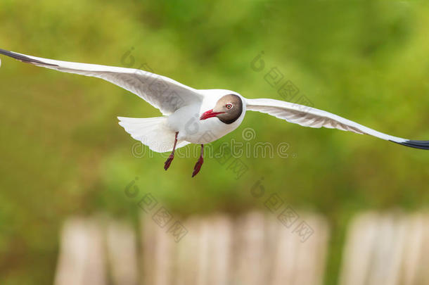 褐头海鸥飞翔