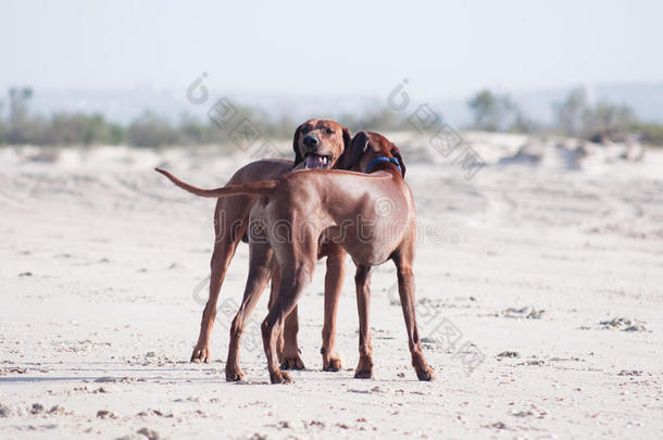 两个抱着沙滩狗