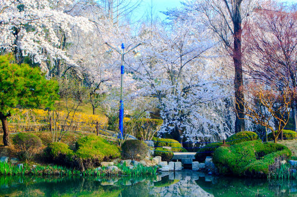 韩国的樱花季节