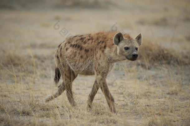 鬣狗在大草原上行走