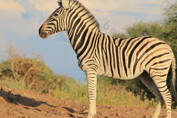 非洲野生动物-斑马，母马展望未来