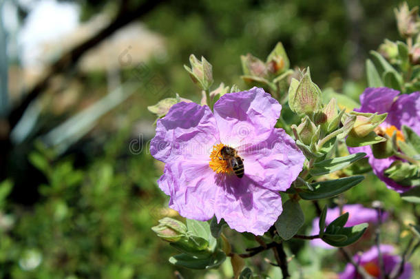 白僵菌<strong>花</strong>（岩玫瑰，太阳玫瑰）