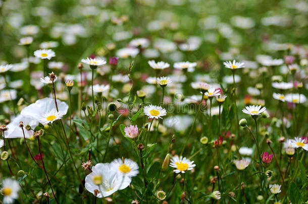 <strong>小雏菊</strong>