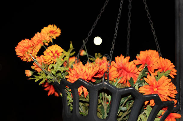万圣节橙色植物和月亮