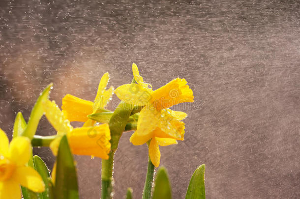 水仙花雨