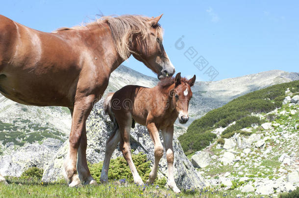 母马和小马驹