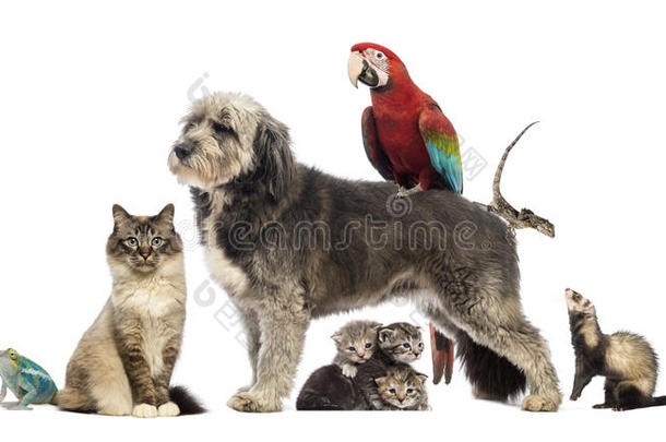 一组宠物，一组宠物-狗，猫，鸟，爬行动物，兔子