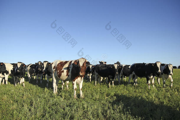 野牛产业