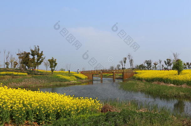 苏州阳澄湖风光，油菜花，黄色
