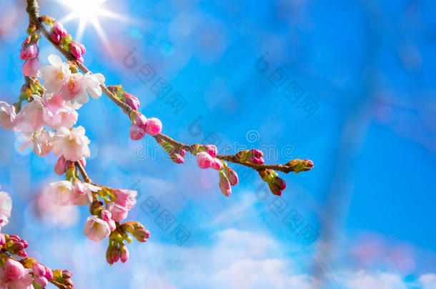 抽象的粉色花朵的春天背景
