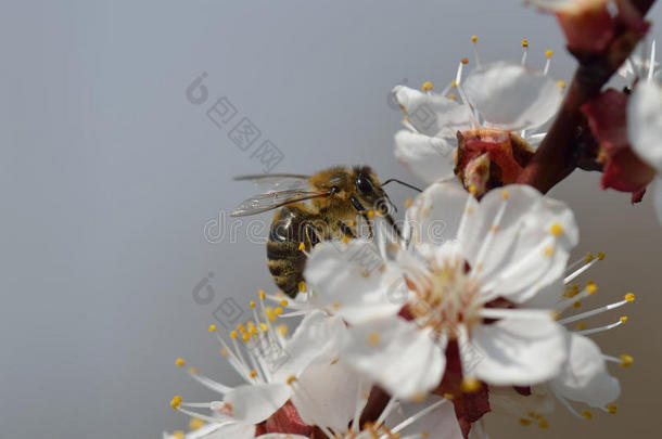 樱花与蜜蜂