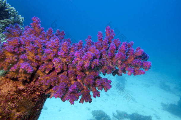 热带海底带粉红色波奇波拉珊瑚的珊瑚礁