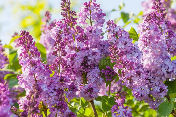 丁香花