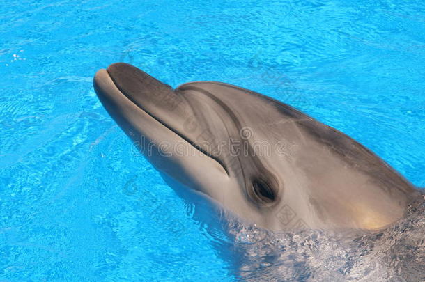 海豚头像-库存照片