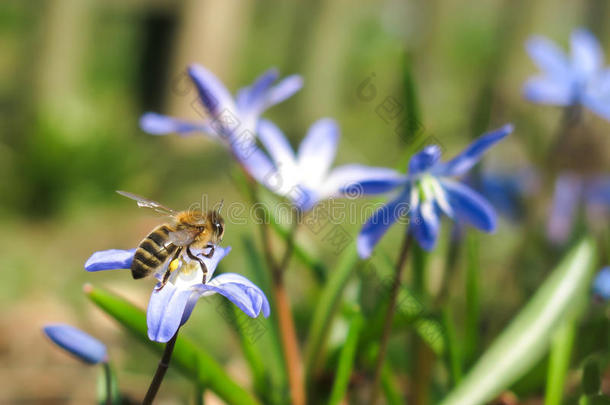 蜜蜂和花