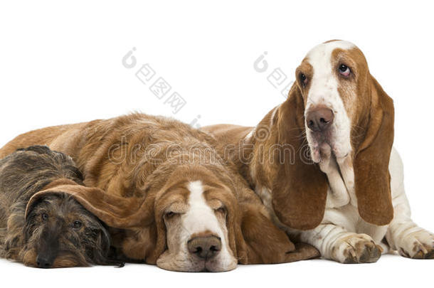 两只巴塞特猎犬和一只躺着的达克斯猎犬
