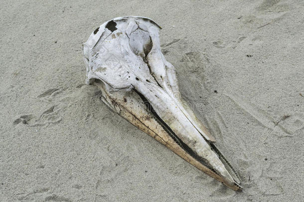海豚头骨