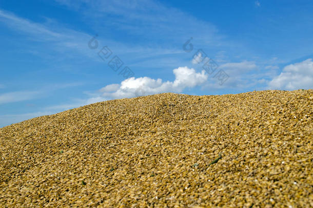 扎堆生态麦谷玉米丰收天空